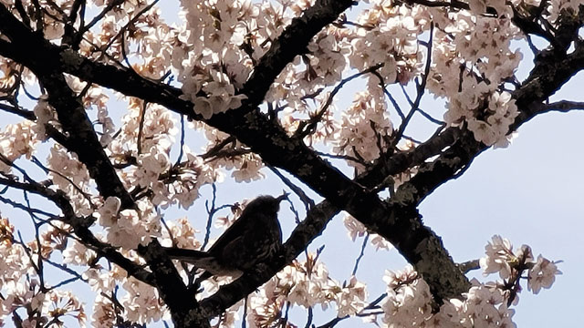 飛騨一之宮駅の桜と野鳥
