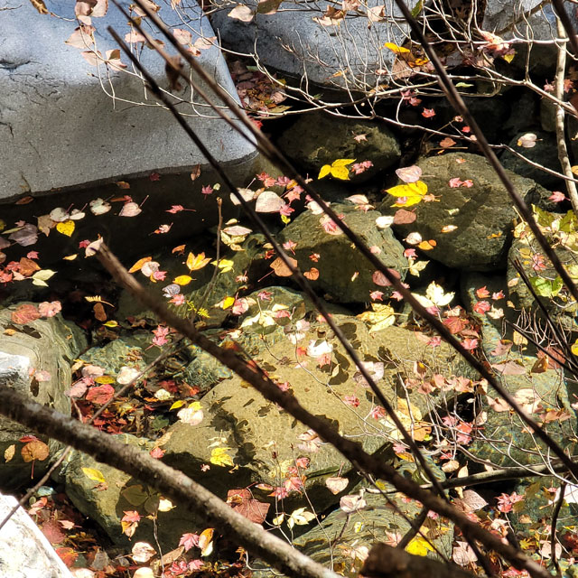 川上川に浮かぶ落ち葉