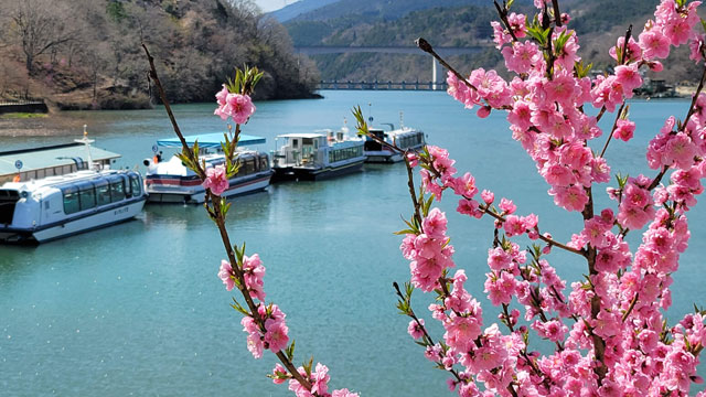 陽光桜と遊覧船