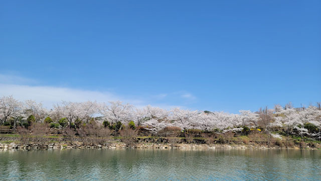 さざなみ公園の桜を眺めながら船がゆっくりとすすむ