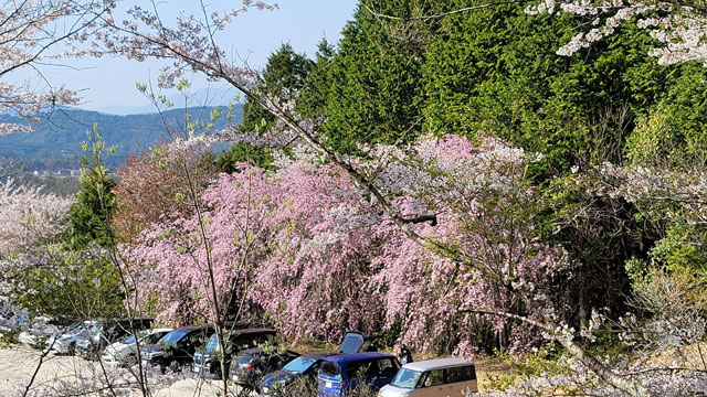 さくら公園駐車場のしだれ桜（4月10日頃）