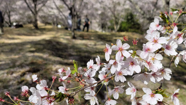 桜を見ながらゆっくりできるのは最高に贅沢な時間