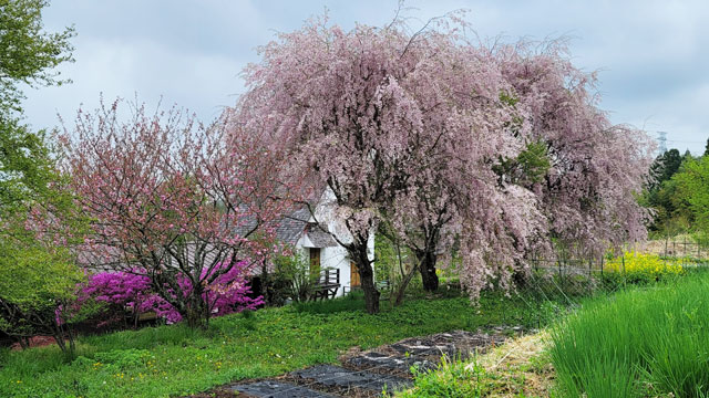 4月中旬、枝垂れ桜八重桜が満開に・・